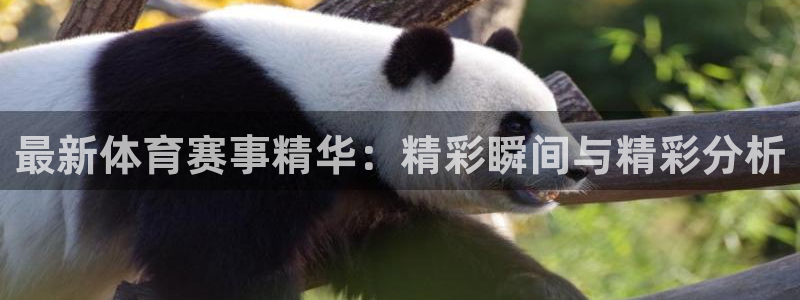 最新体育赛事精华：精彩瞬间与精彩分析